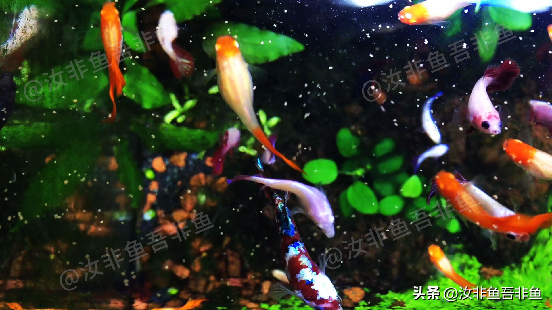 孔雀鱼怎么和泰国斗鱼混养,孔雀鱼和泰国斗鱼一起养吗