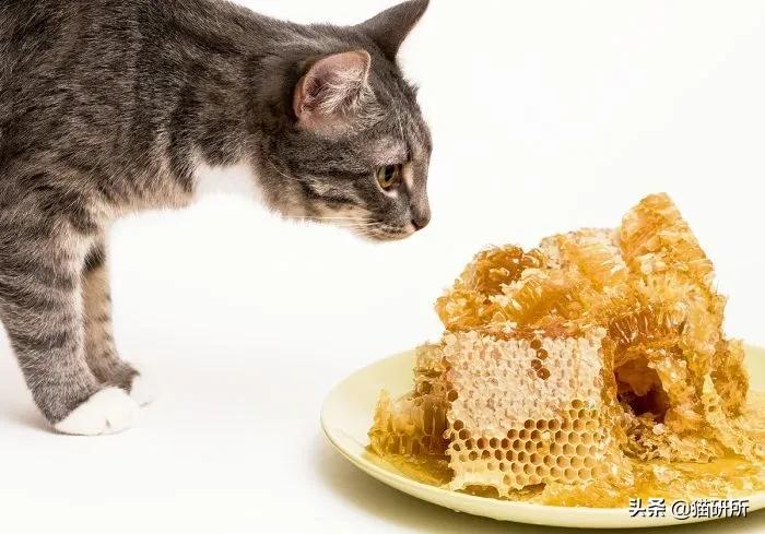 猫咪低血糖严重脱水,猫咪低血糖能导致低体温吗