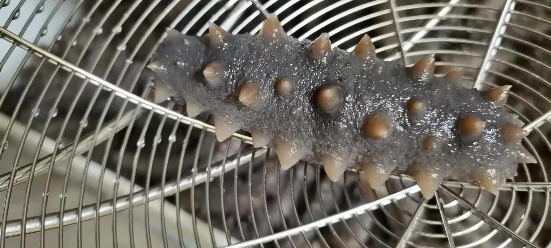 青岛的海参好还是大连的海参好,海南海参和大连海参有什么区别