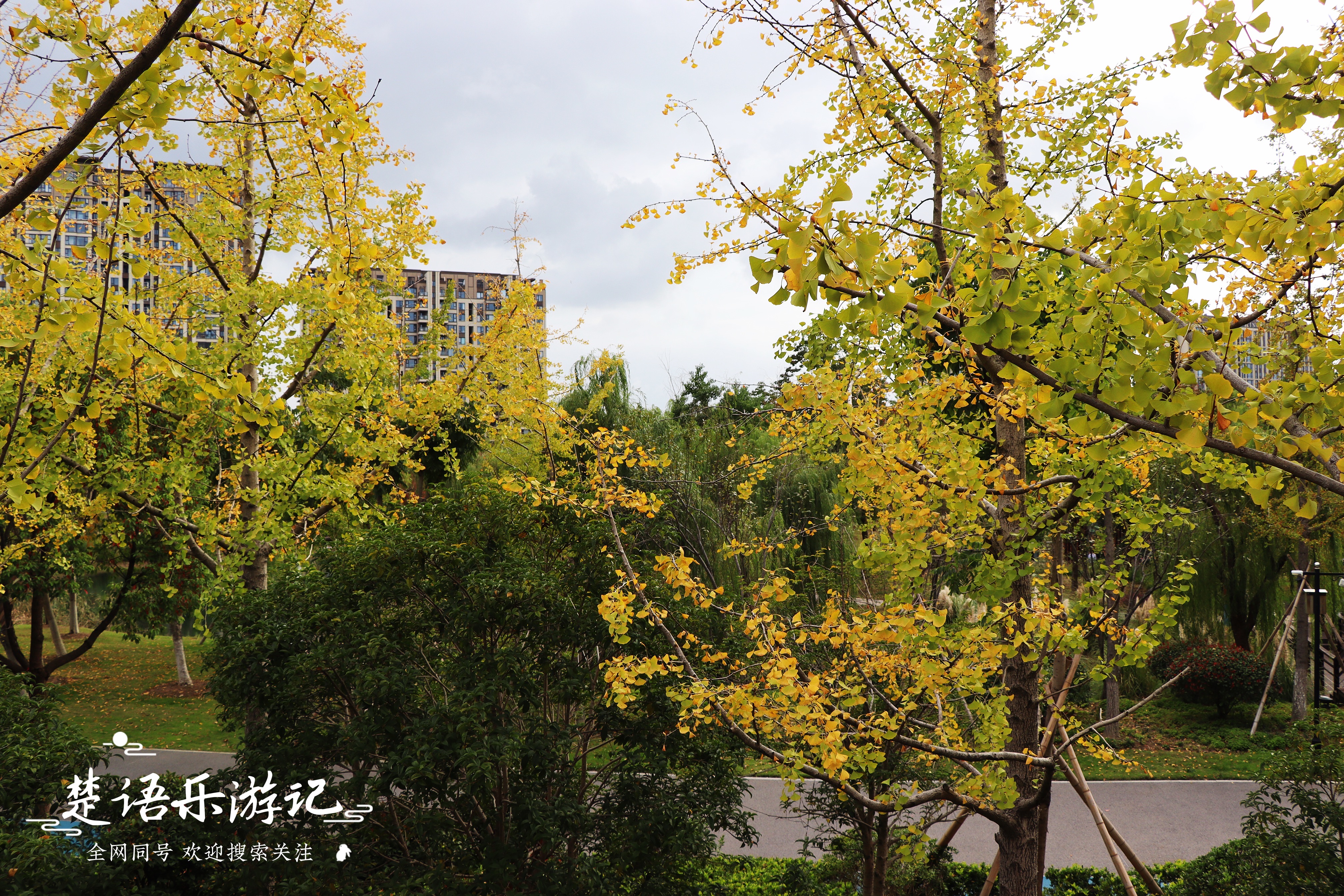 宁波最浪漫的粉黛花海,宁波油菜花海景区