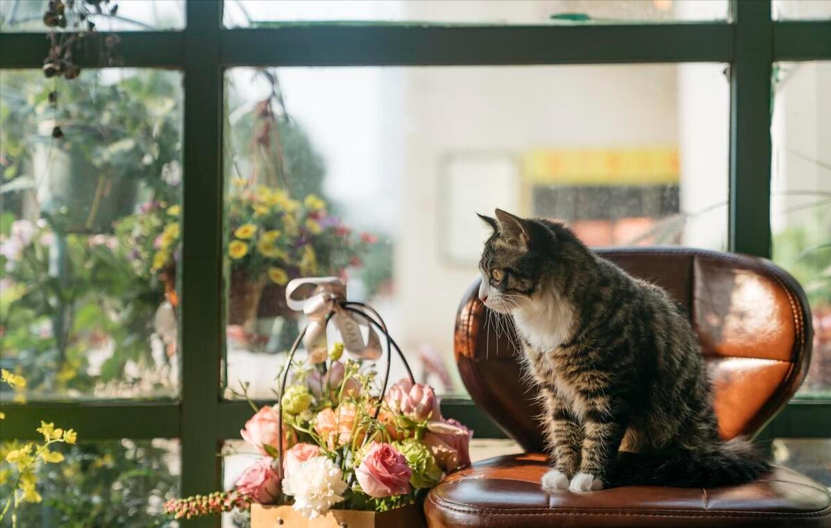 为什么中华田园猫很受人喜爱,养中华田园猫费钱吗