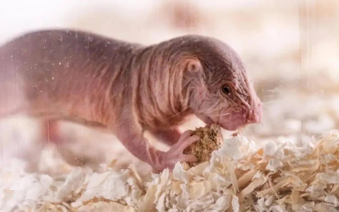 动物内脏的秘密有哪些作用,动物身体部位的秘密