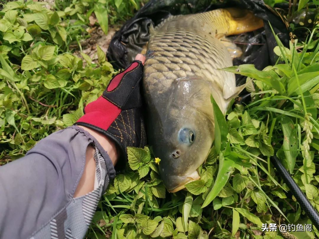 钓鲤鱼用什么绝对不空军,钓鲤鱼不能用的窝料