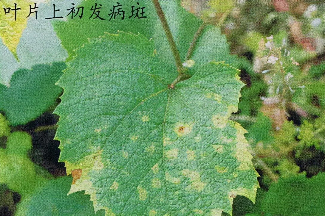 葡萄病最怕什么病,葡萄的蔓枯病