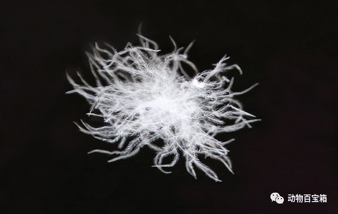 鹅绒是从活鹅身上拔的吗,鹅绒被跑出来的绒会呼吸进肺里吗