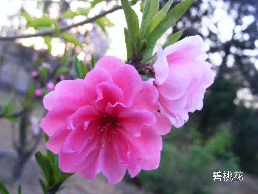 100种花草图片欣赏,50种花草图片大全