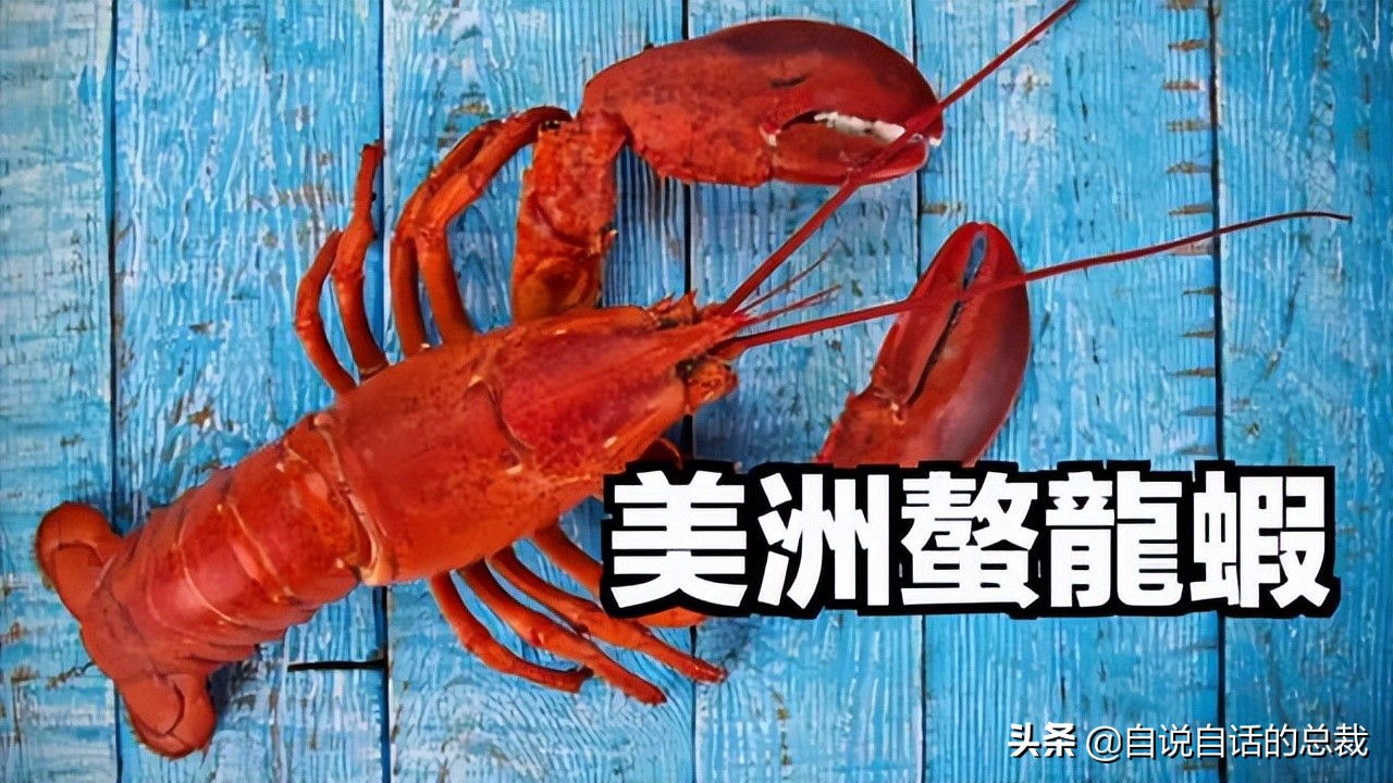 龙虾青龙和花龙区别,龙虾也是生物为什么我们要吃它