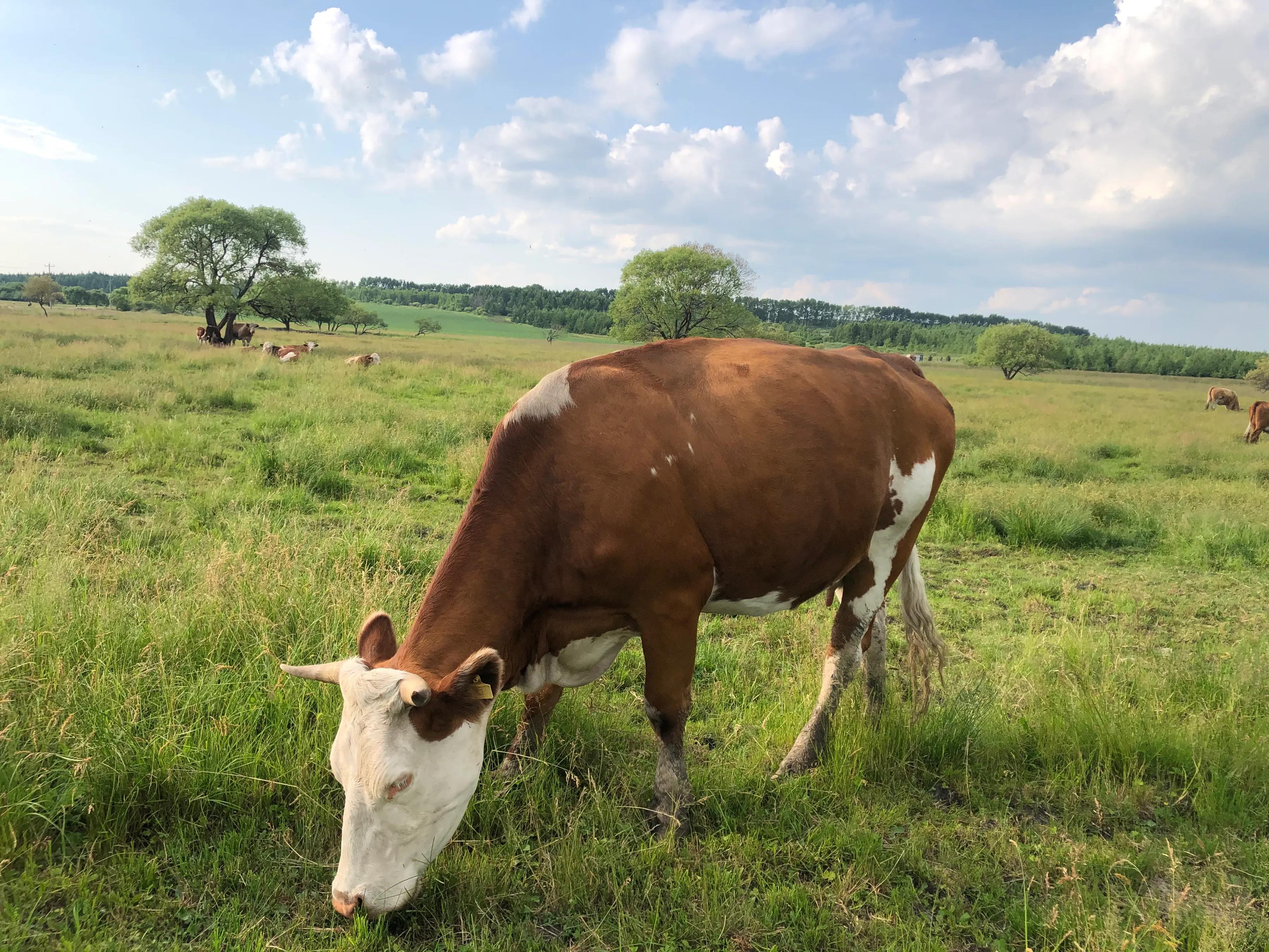 牛之道馅饼,牛之道特色
