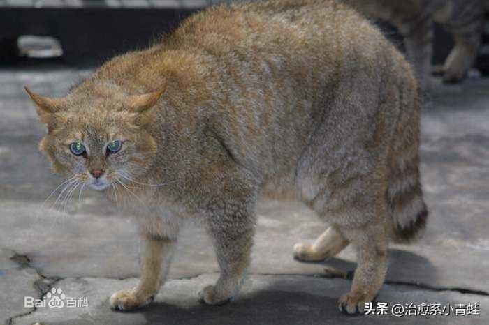 巴基斯坦猫价格,巴基斯坦砂猫多少钱一只