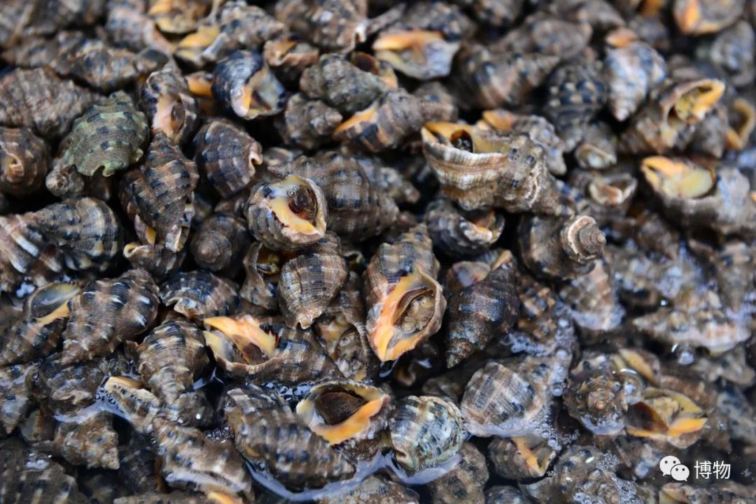 吃螺有粘液可以直接吃吗,吃了螺不能吃什么