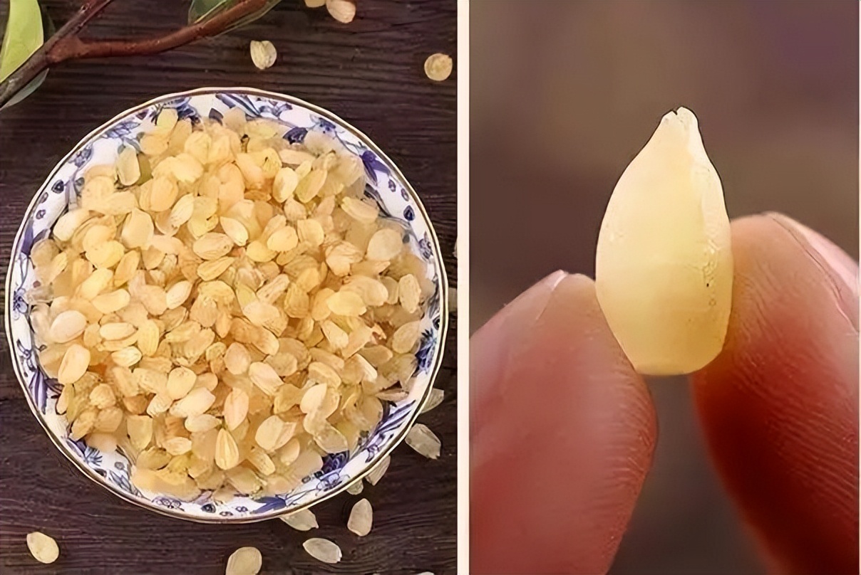 桃胶皂角米能养颜美容吗,吃桃胶雪燕皂角米可以淡斑美容吗