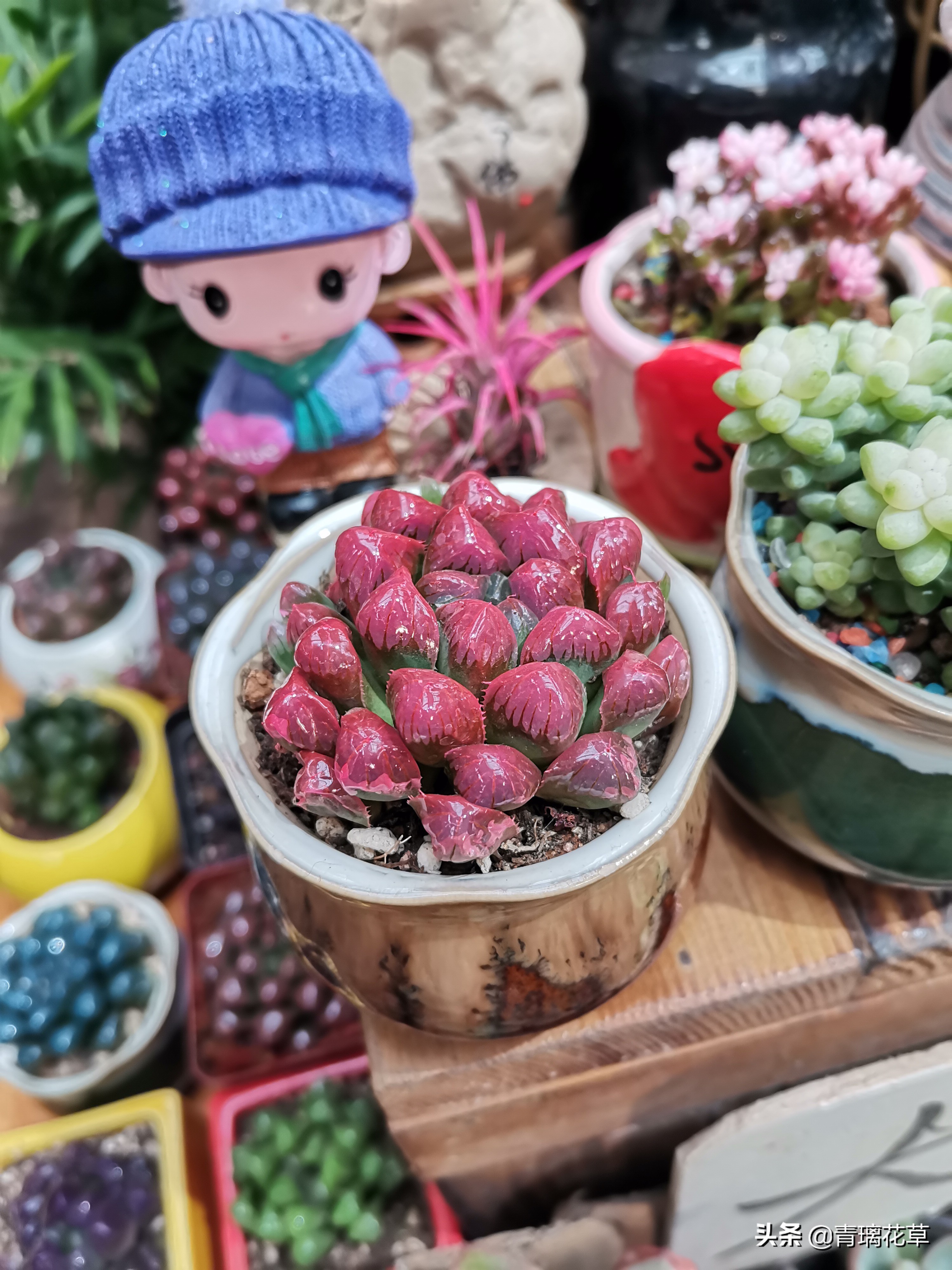 骗人花,四种坑人花