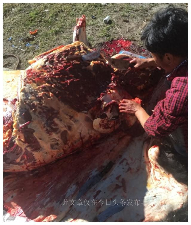 揭秘风干牦牛肉,牦牛肉曝光