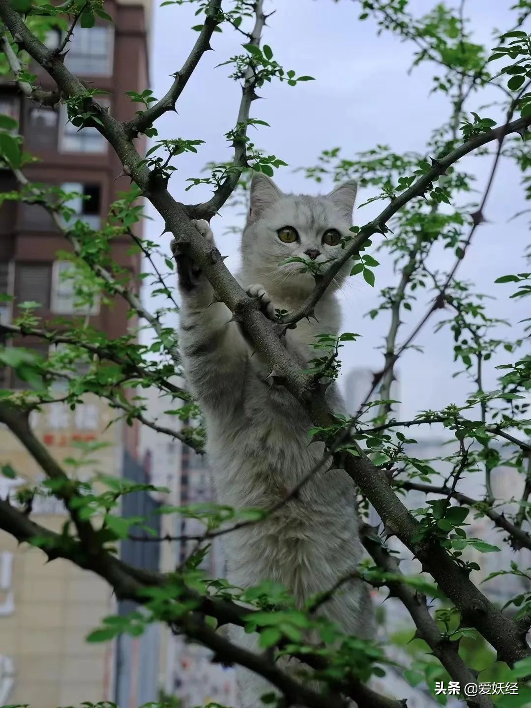 红狗小绿罐怎么样,月销量1000算不算冷门车