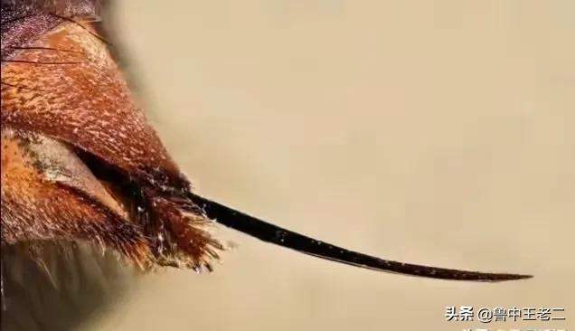 中国大虎头蜂打得过蚂蚁吗,虎头蜂入侵乡村