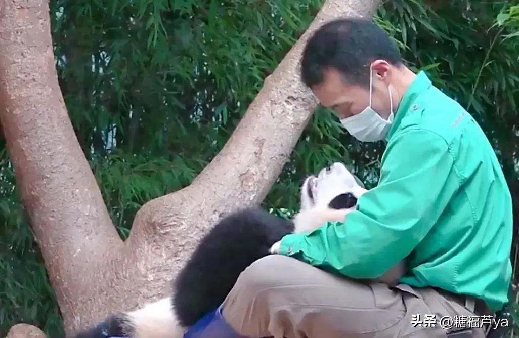 那些证明福宝是人的证据——毛皮大衣下是个小人精