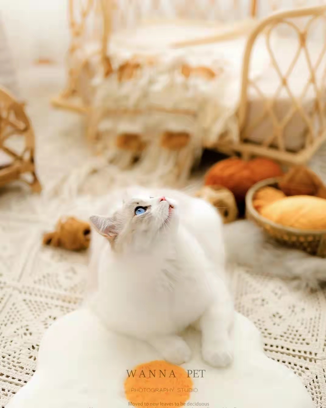 猫咪黄疸肝炎吐大量黄水,猫咪肝炎黄疸黄栀口服液有用吗