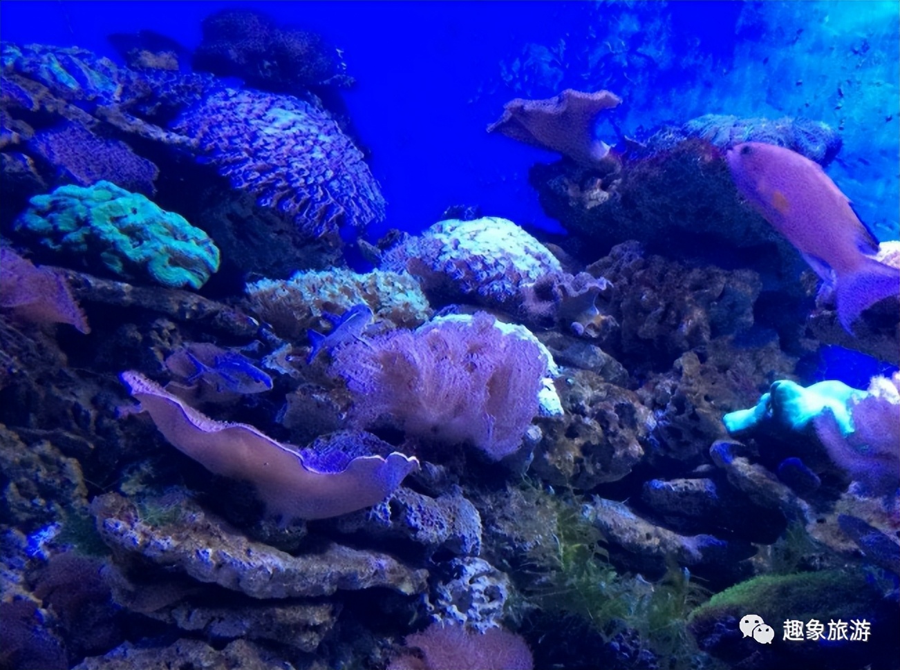 大连老虎滩海洋公园冬季好玩儿吗,大连老虎滩海洋公园游玩视频