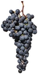 小众之美|AltoAdigeDOC上阿迪杰