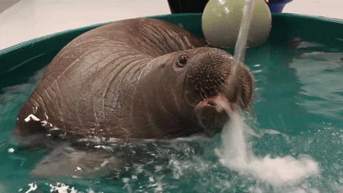 海洋动物如何适应海洋生活,海洋动物为什么能适应海水