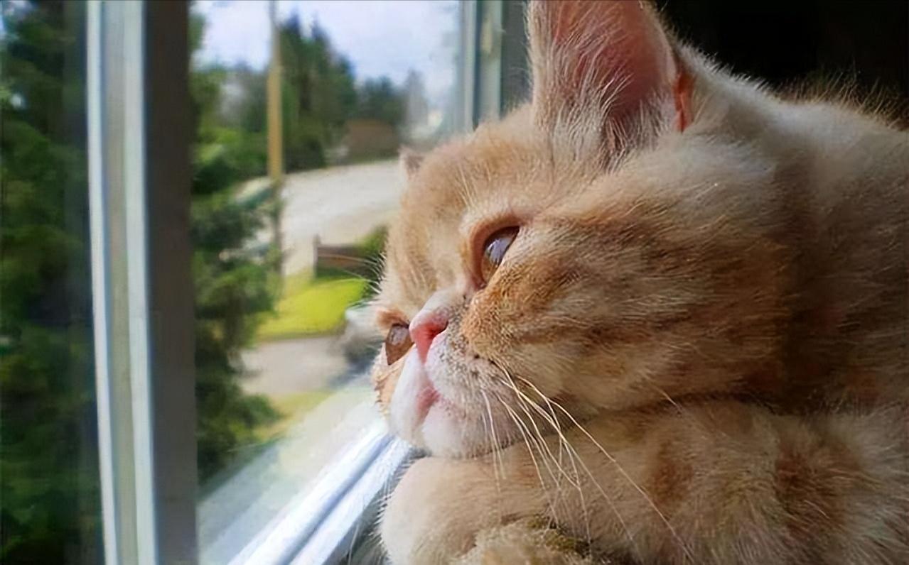 猫咪有这些行为证明你养猫很成功,有特征的猫咪