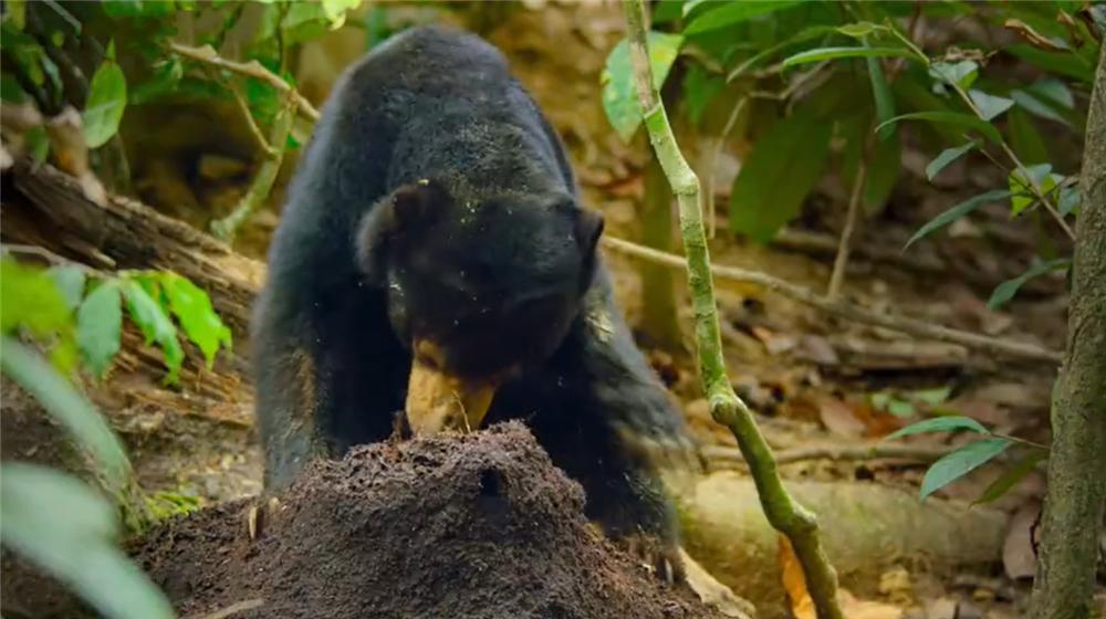 熊出没挖蜂蜜,熊出没之熊二掏蜂蜜