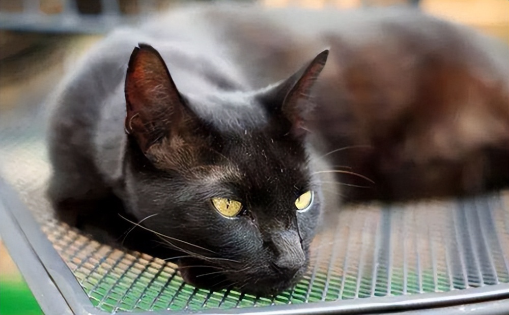 国外猫和国内猫品种,中国国猫是哪一个品种的猫