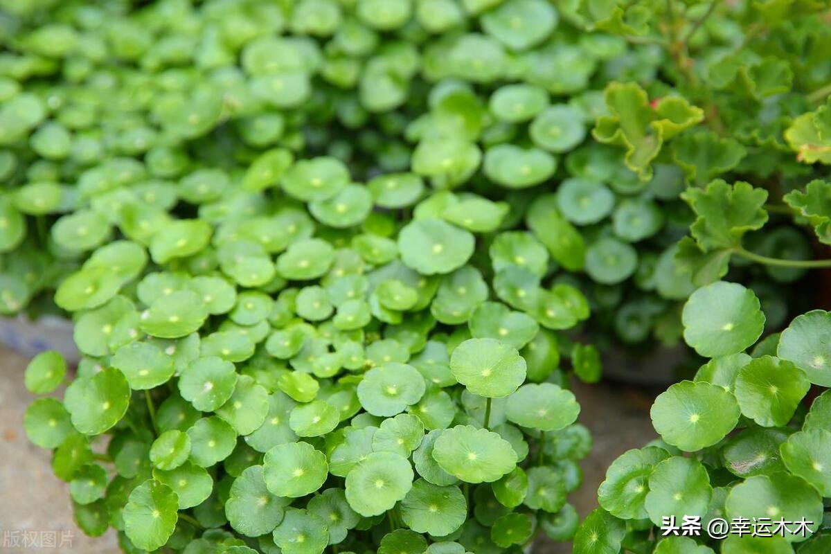 招财旺宅盆栽鸿运当头,绿植鸿运当头最宜摆放在什么位置