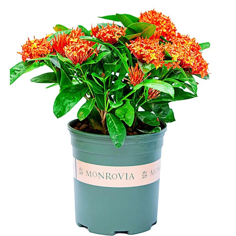 美丽的龙江河,美丽的草原我的家