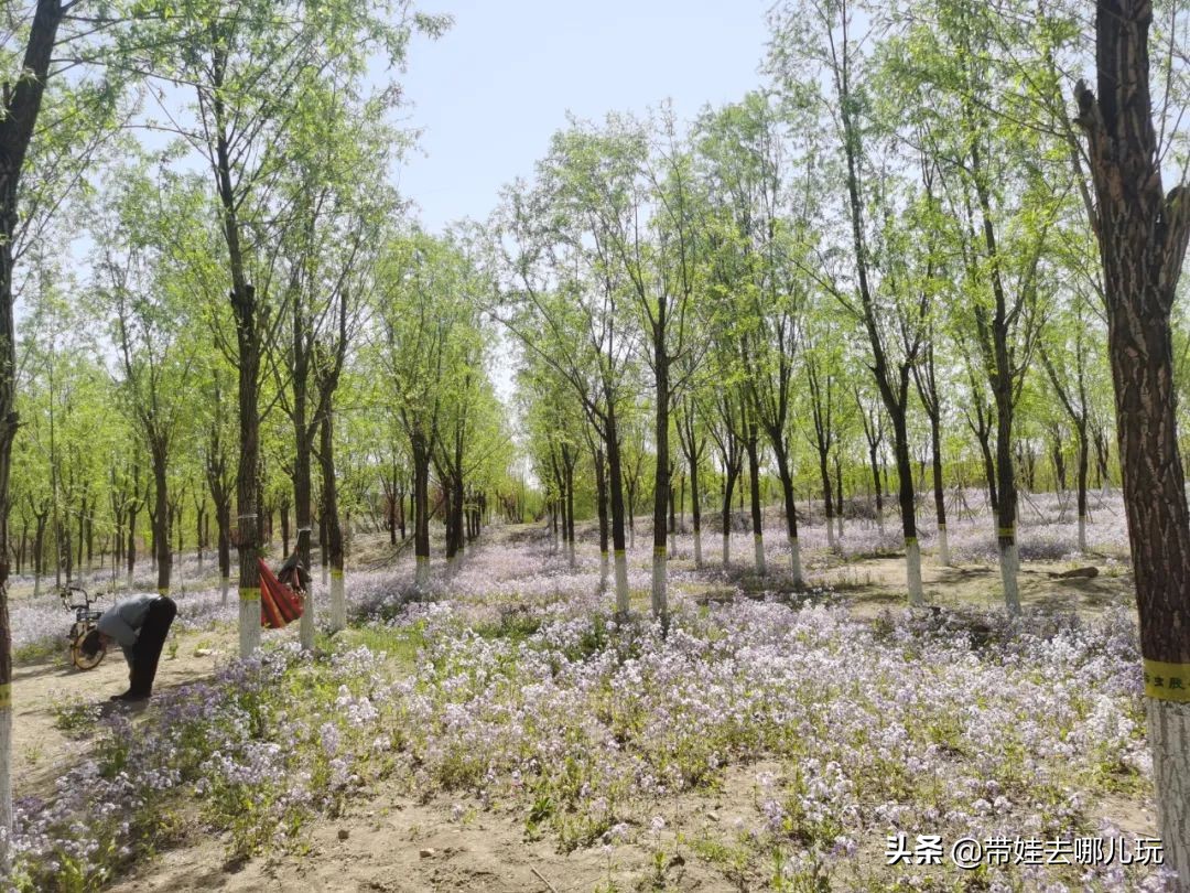 盘点各城市的骑行绿道,北京朝阳区39公里绿道将开放骑行