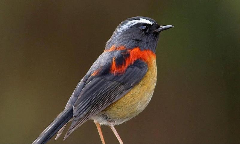 所有鸟图片大全大图,50张最佳鸟类摄影作品