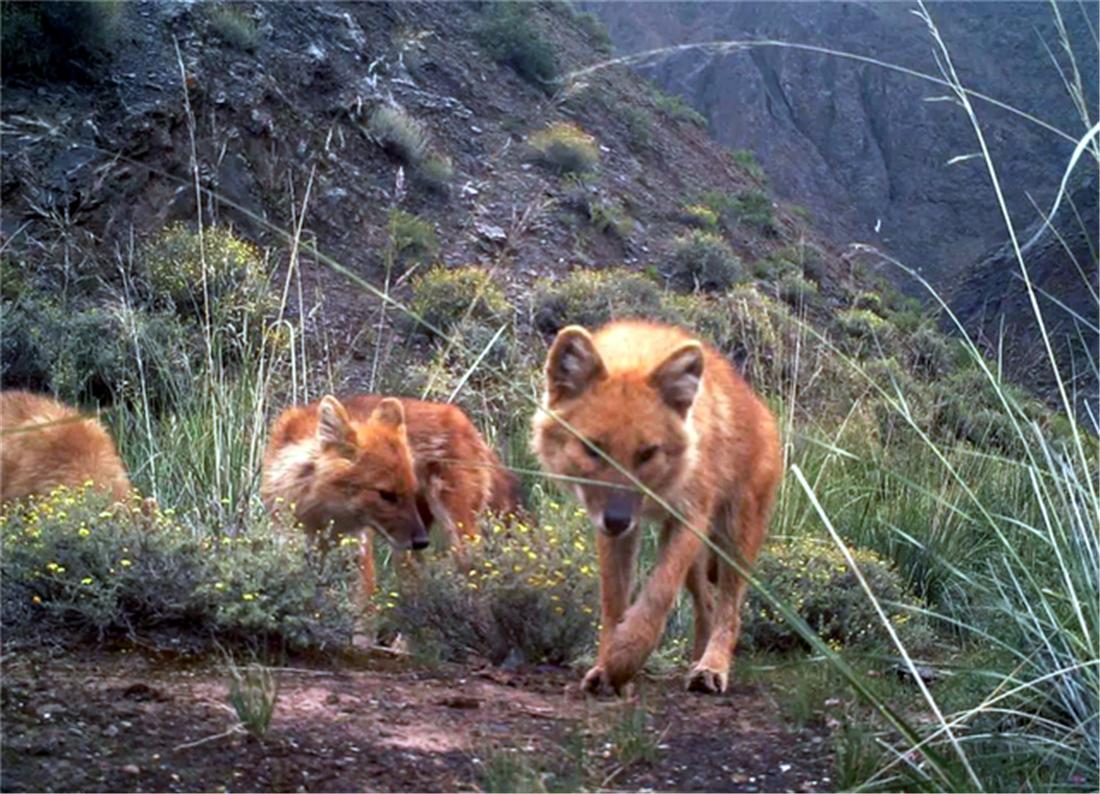 5只红毛野犬现身祁连山，围捕了1只岩羊，猞猁在旁边看着不敢上前