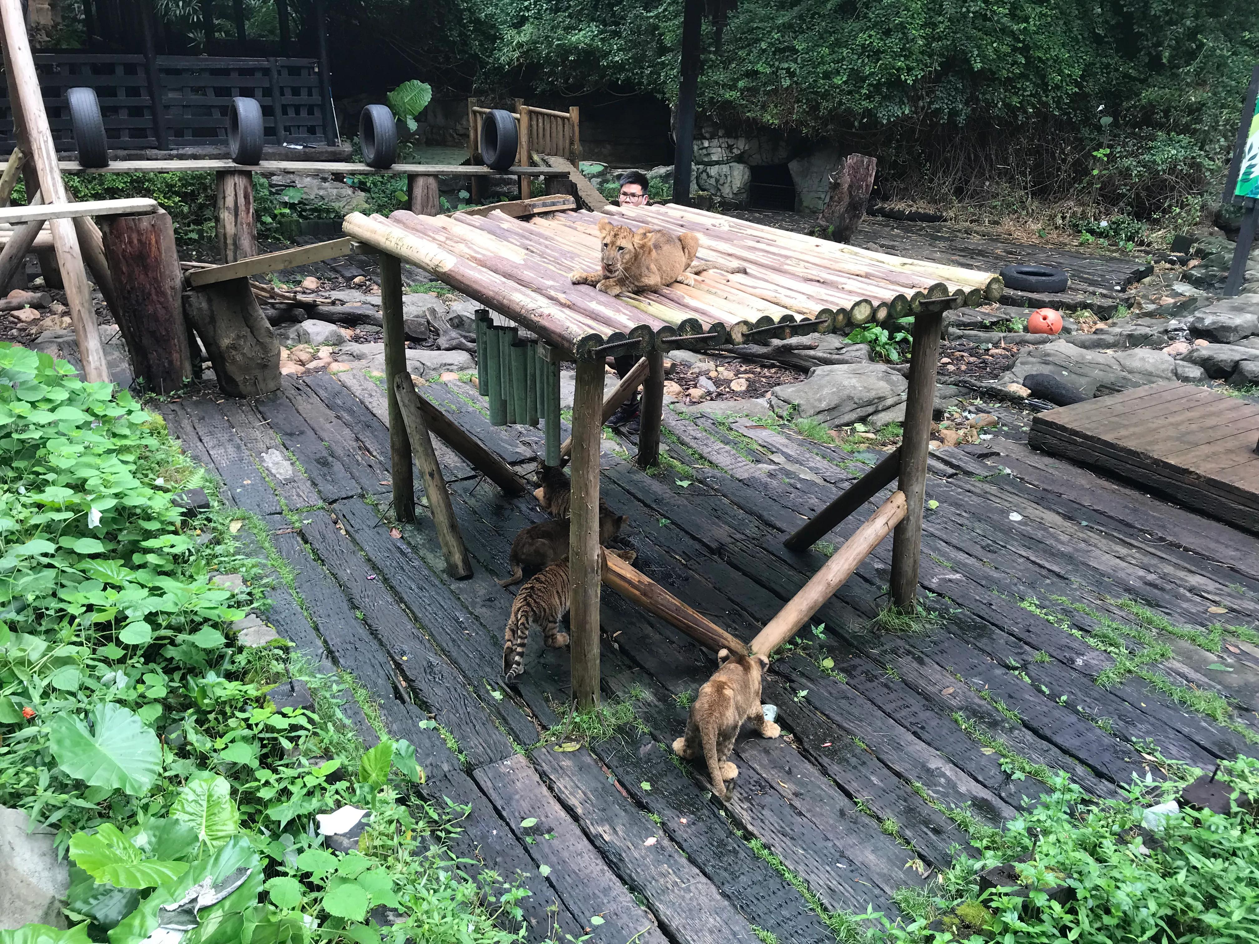 长隆野生动物园有什么独特之处,长隆野生动物园动物讲解视频