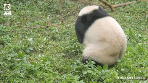 真正的熊猫和实际上的熊猫,最黑的熊猫是什么样子