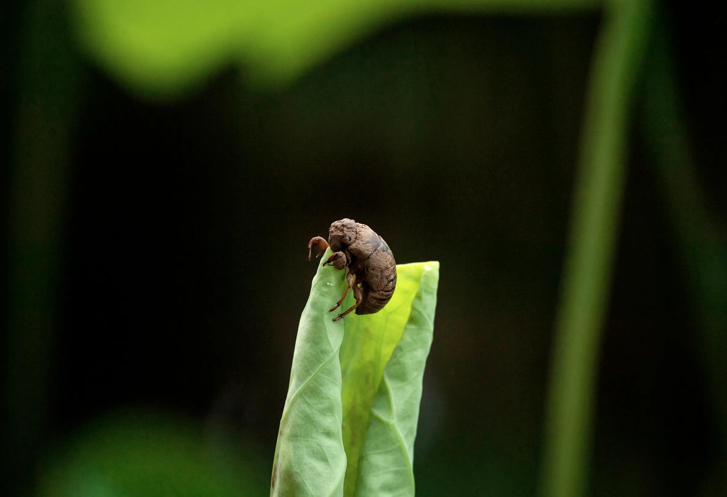 铦夐〗寮虹殑鐢熷懡,铦夌敓鍛藉姏椤藉己