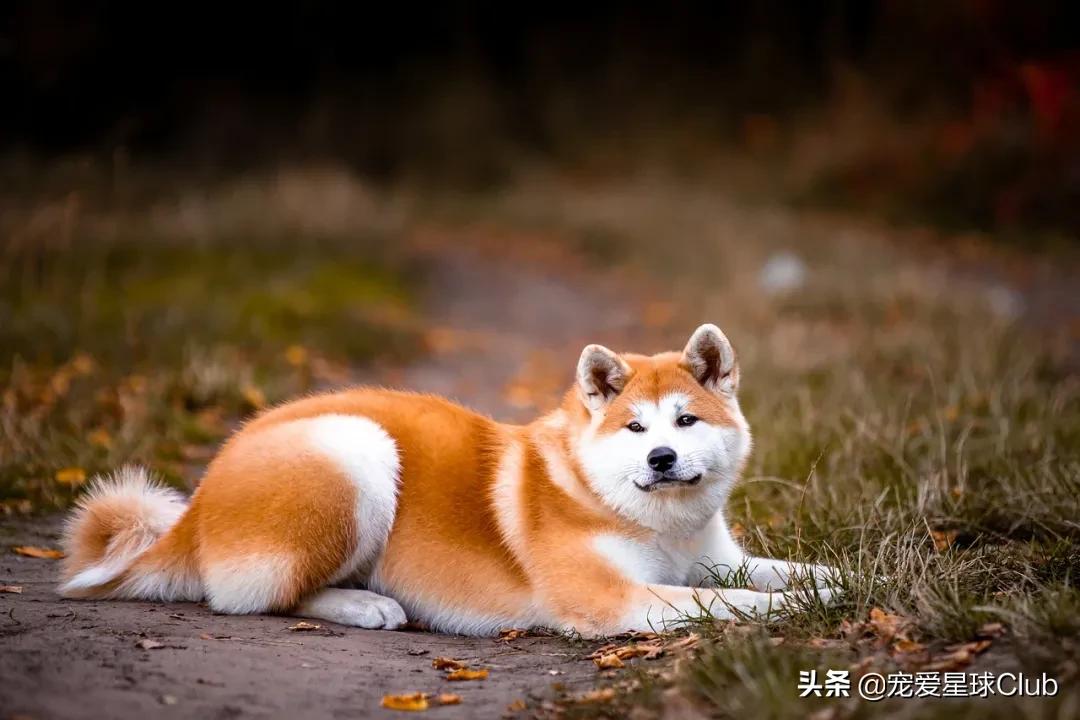 日本忠犬秋田犬,秋田犬最讨人喜欢的狗