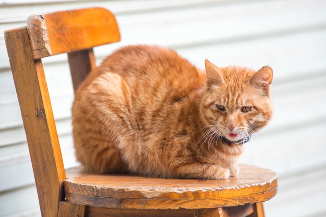 十大适合家养猫咪优缺点,最适合养的十大猫咪