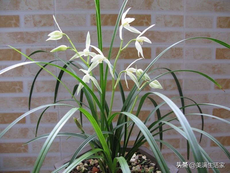 兰花界的“无冕之王”，曾价值连城，如今成普草，爱兰人必备