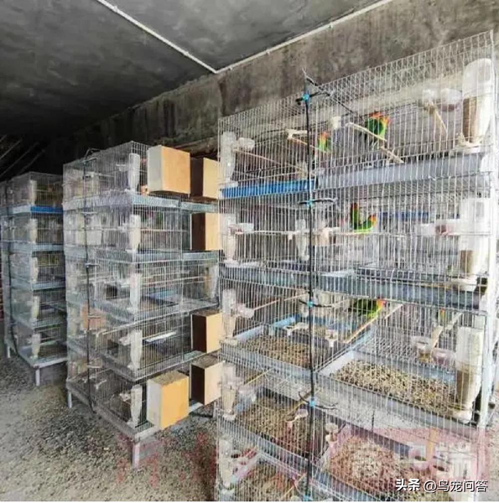 虎皮鹦鹉神仙水,鹦鹉用什么水最好