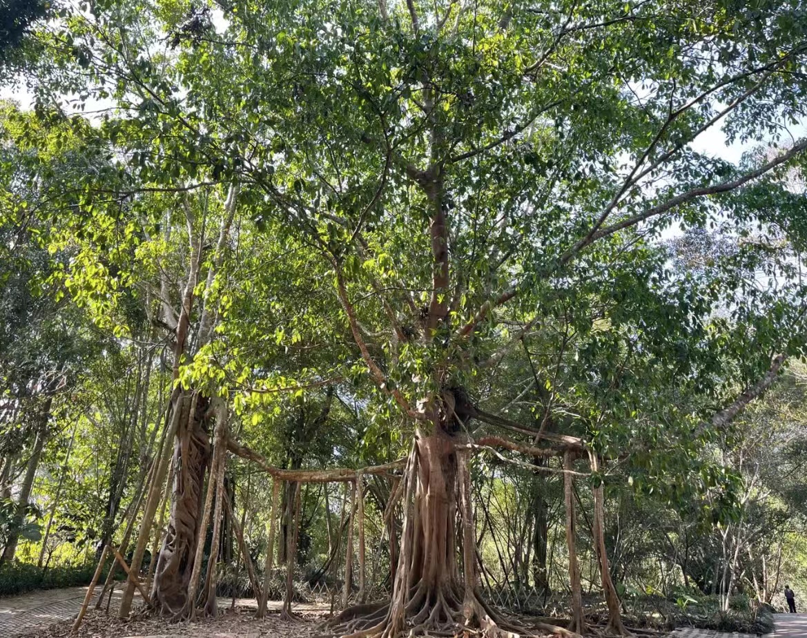 云南省四季如春之都,云南省哪个地区四季如春