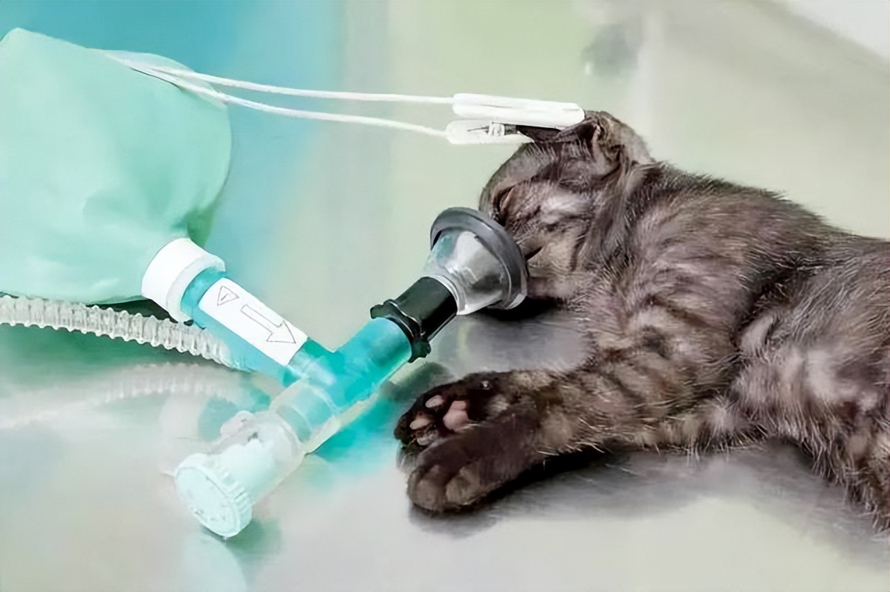 给猫咪看病要花2万块，我想把猫咪丢掉