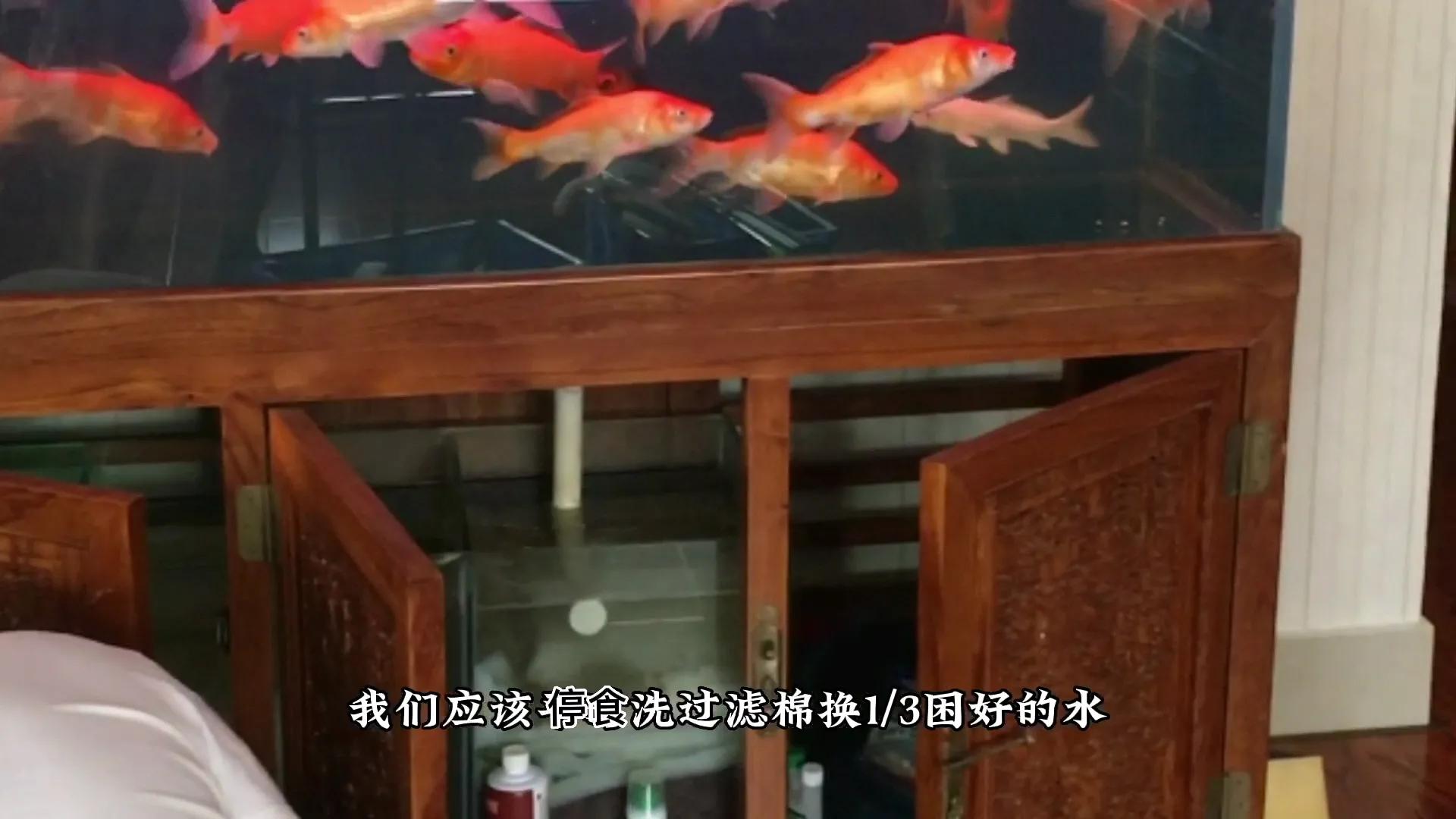 鱼缸水浑浊有腥臭味几天换一次水,鱼缸里的水特别腥正常吗