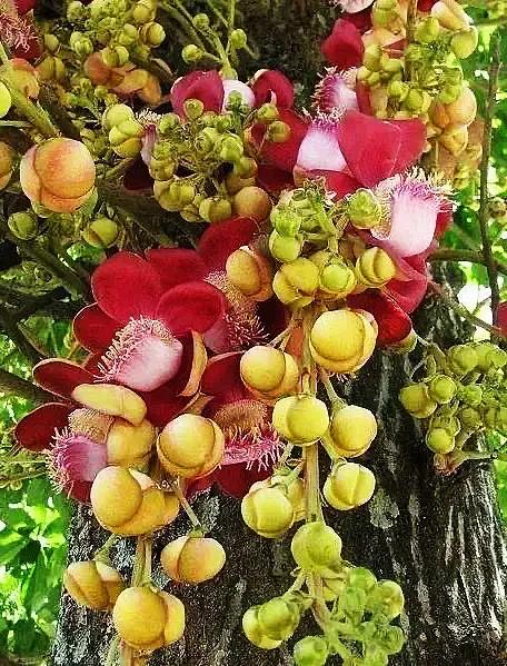 菩提树风景视频,菩提树唯美视频