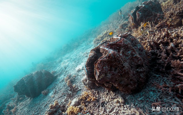 砗磲最早什么时期出现,2016年之前的砗磲