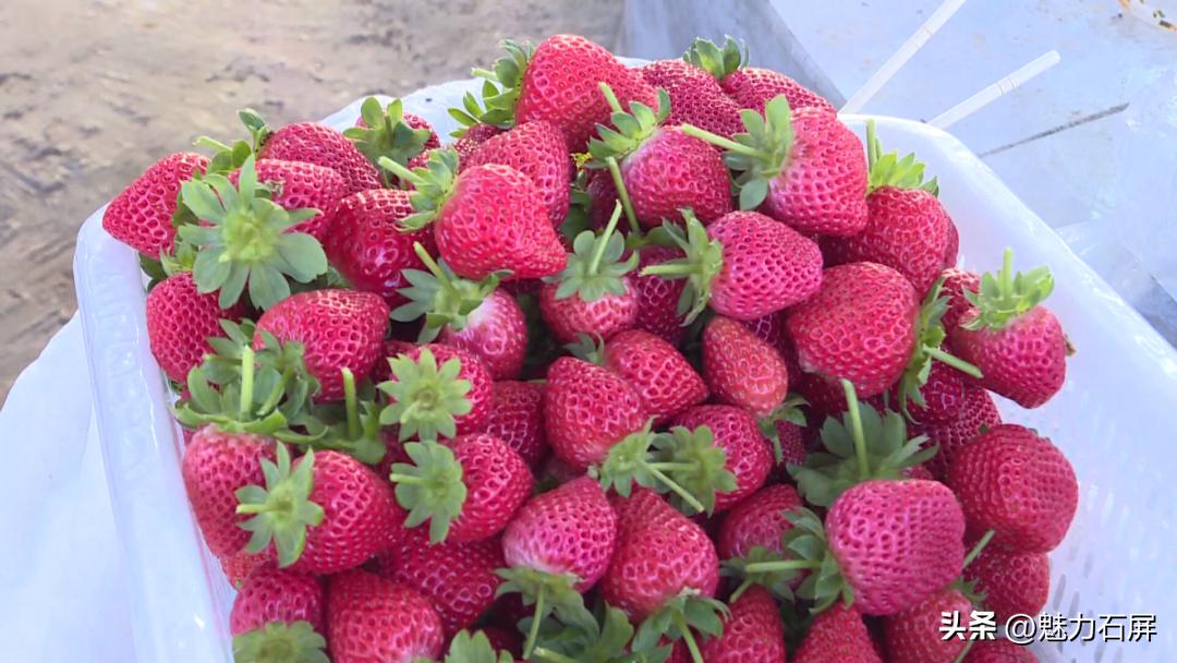 周末打卡地|去看“管道树”上的草莓and去摘冬日的第一颗草莓