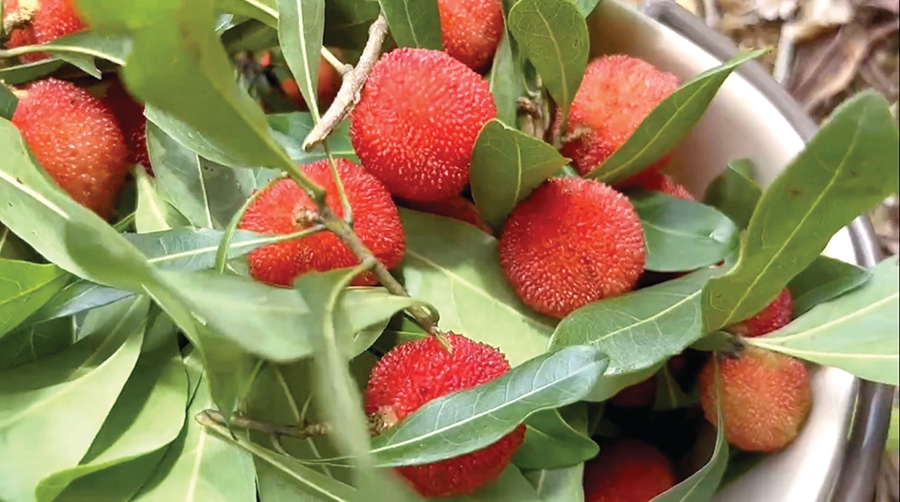 杨梅基地的杨梅熟了吗,广西博白种杨梅几年结果