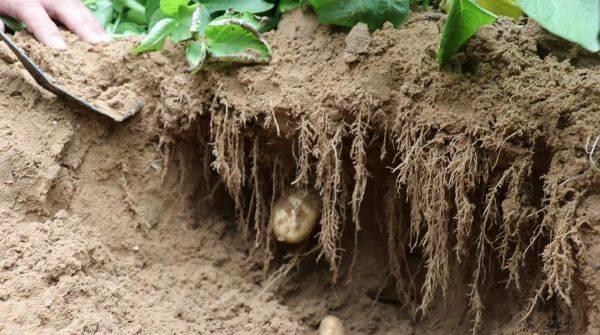 液态肥料优缺点,液体肥料使用方法