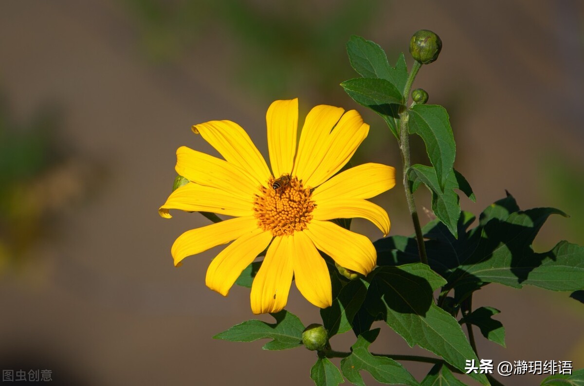 素心淡然过简单的生活就是幸福,淡定的人生最幸福