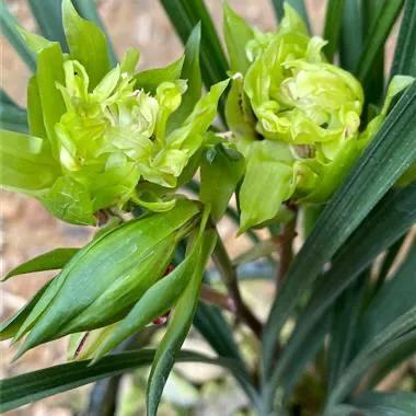 比较贵的兰花是怎么来的,十大名贵兰花你知道几种