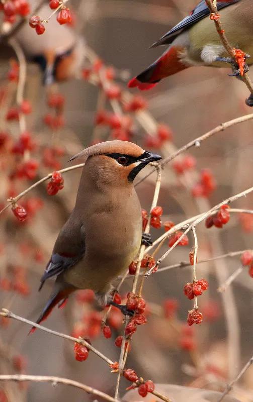 太平鸟图片大鸟,太平鸟图片大全高清壁纸
